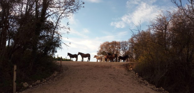 Les Chevaux de Beltane