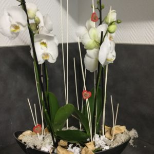 Vasque d'orchidées